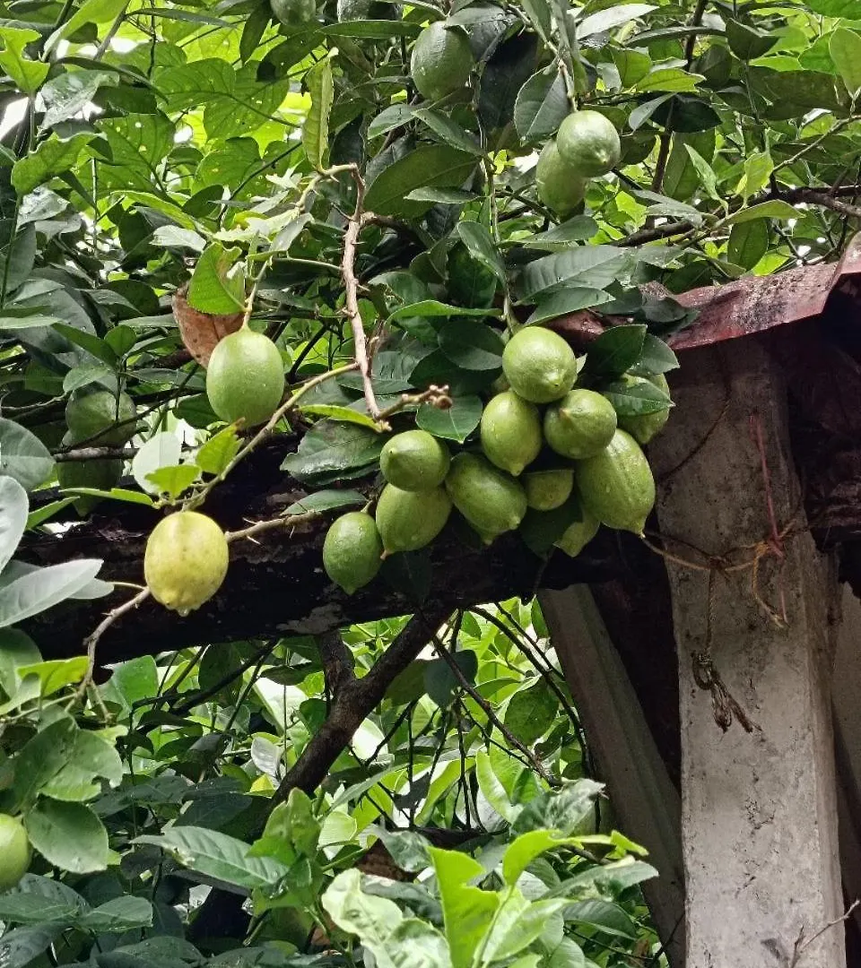 Casita Greenacres Homestay Vythiri Villa