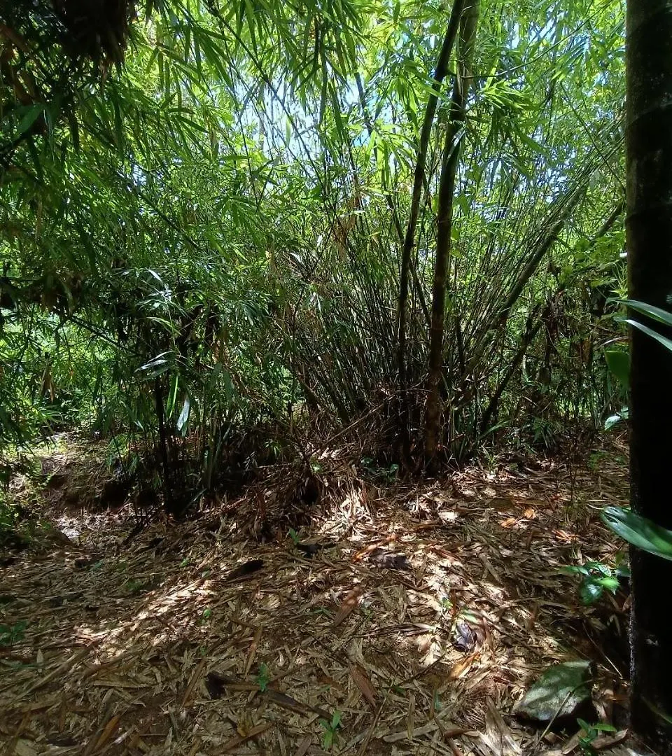Casita Greenacres Homestay Vythiri